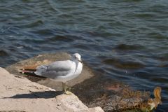 IMG_4464-08