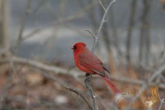 IMG_4464