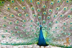 Peacock2