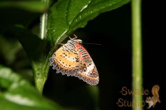 IMG_4257