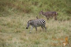 IMG_9945