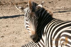 IMG_9968-11