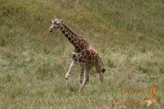 IMG_9971