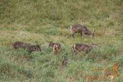 IMG_9991