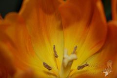 IMG_0660